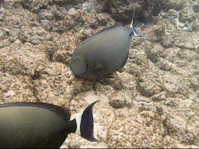 Day 11 snorkeling @ Poipu Beach